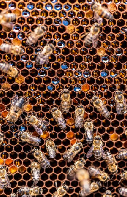 Honeybees on a golden honeycomb